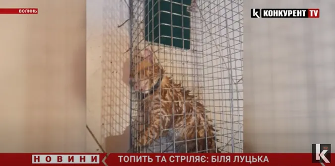 «Топить та стріляє»: біля Луцька шкуродер знущається з тварин (відео)