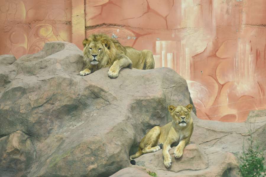 У Луцькому зоопарку для фотографа позували найбільші коти та киці (фото)