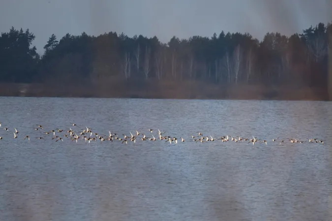 Аномально рано на Волинь повернулися перелітні птахи (фото)