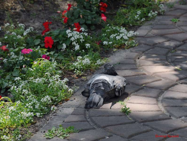Троянди і голуби: спекотний червневий Луцьк в об'єктиві (фото)