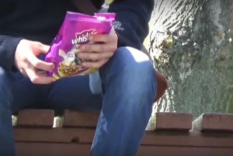 Луцькі пранкери розіграли лучан за допомогою Whiskas (відео)