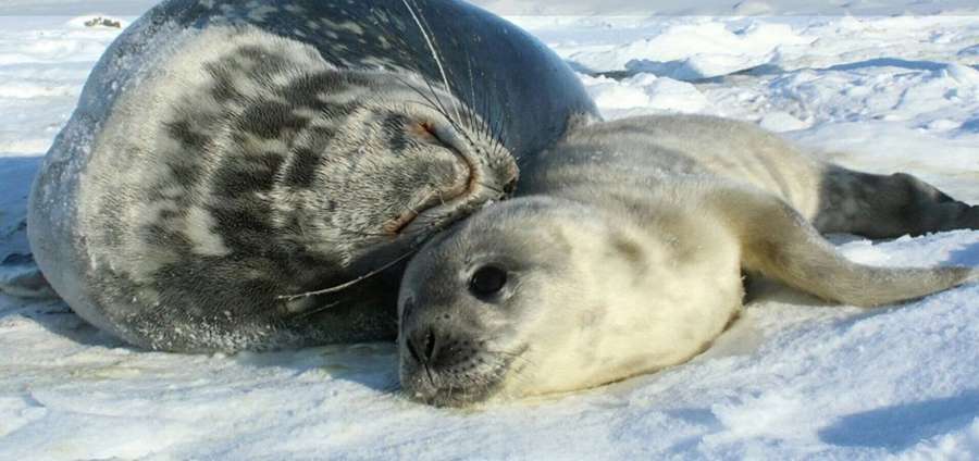 Українські полярники знайшли перше тюленятко. Вибирають ім'я (фото)