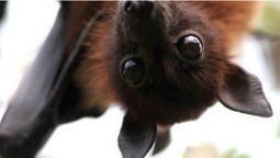 У Шацькому нацпарку мешкають 15 видів червонокнижних кажанів (фото)