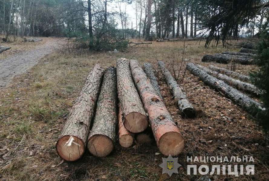 На Ковельщині поліцейські виявили «ліву» деревину (фото)