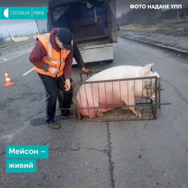 У Рівному з машини випав Мейсон: люди сперечалися, чия свиня (відео)