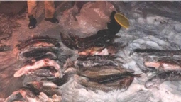 На Рівненщині "спалили" волинян зі 100 кілограмами щуки (фото)
