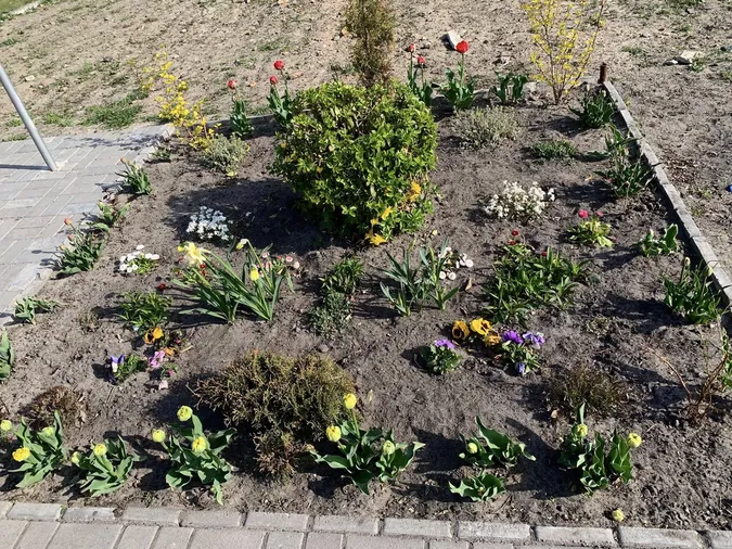 🌷Висадила тисячу тюльпанів: як квітникарка роками змінює Шацьк (фото)