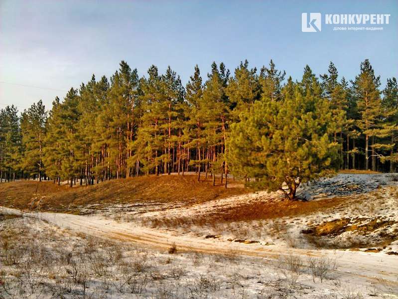 В Україні знаходиться найбільший штучний ліс світу (фото)