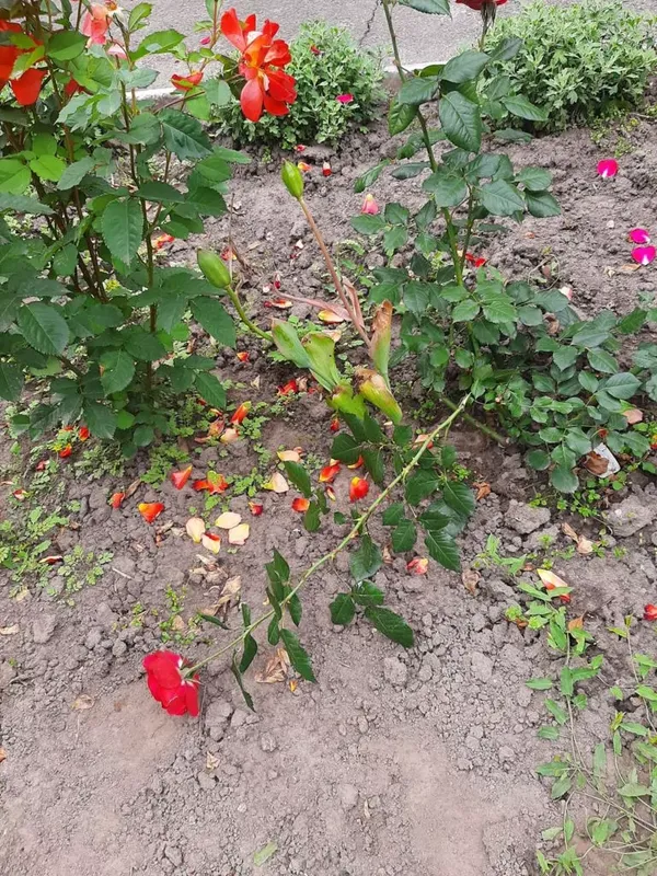 На Волині вандали знищили квіти висадженні в пам'ять загиблих Героїв (фото)
