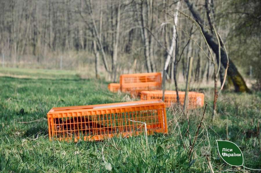 Пернате поповнення: 280 румунських фазанів випустили на волю у волинські ліси (фото)