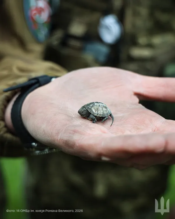 Волинські воїни на передовій зустріли черепашку-ніндзя (фото)