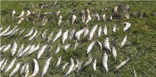 На Волині браконьєри наловили риби на майже 300 тисяч гривень (фото)