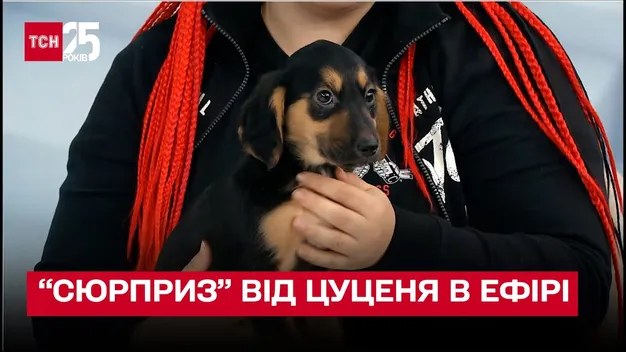 Цуценя відклало «сюрприз» під час телемарафону на 1+1 на стіл телеведучих