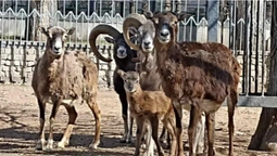 В Одеському зоопарку народилися вісім муфлонів (фото)