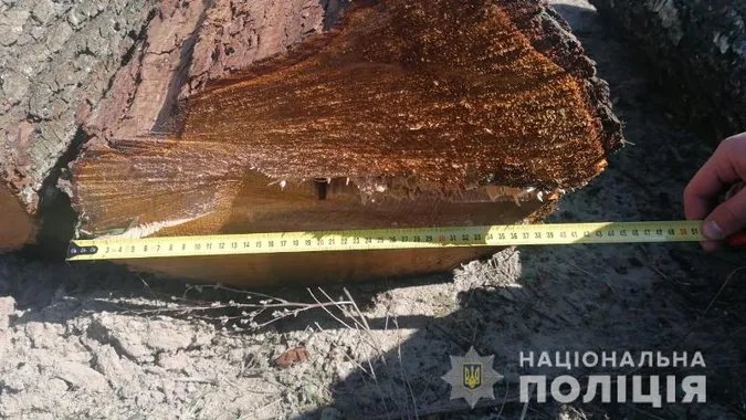 На Волині 19-річний юнак нарубав дерев на 120 тисяч (фото)