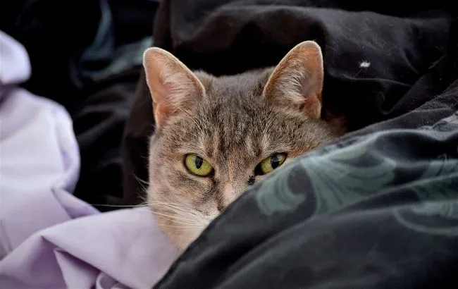 Чому коти ігнорують людей, коли ті їх кличуть