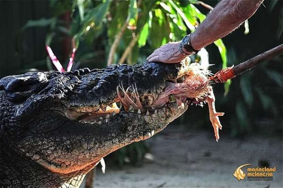Йому 120 років: який вигляд має найбільший у світі крокодил (фото)