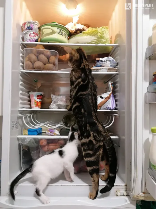 Затишок у домі чи коти