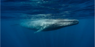 Дослідники вперше зафільмували, як синій кит годує своє дитинча (відео)