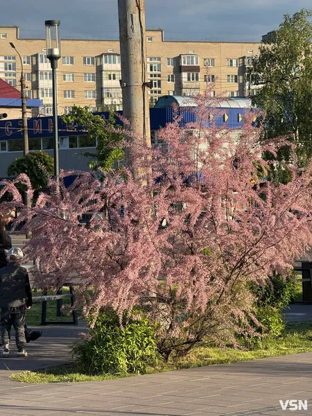 У Луцьку розквітло «боже дерево» (фото)