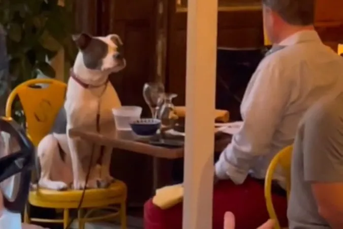 Найкращий друг людини: у мережі з'явилось відео, де чоловік вечеряє зі свої песиком (відео)