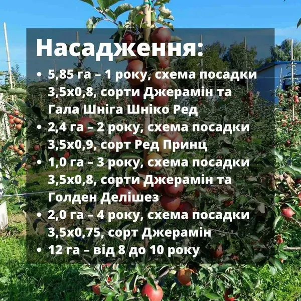 Під Луцьком продають яблуневий сад за майже 1 млн доларів