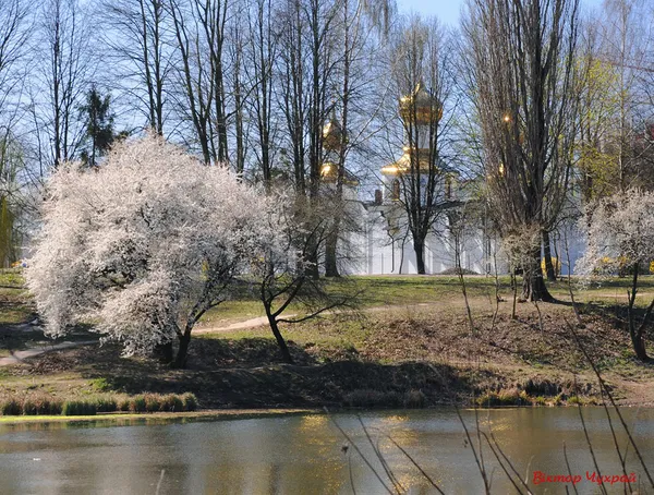 Вербна неділя у Луцьку на фото Віктора Чухрая
