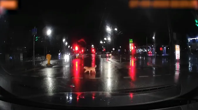 Луцькі песики переходять дорогу на зелене (відео)