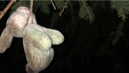 Повішені зайці на ялинці з протезом: у Нововолинську «вистраждали» новорічне дерево (фото, відео)