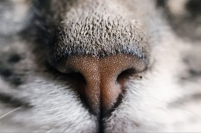 Чому кішка обнюхує обличчя: цікавий факт