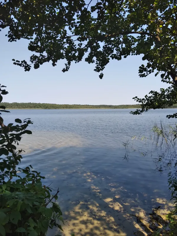 Заховалось серед соснового лісу: показали світлини мальовничого озера Згоранське (фото)
