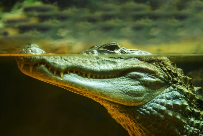 Польські археологи виявили у гробницях єгипетських вельмож голови крокодилів