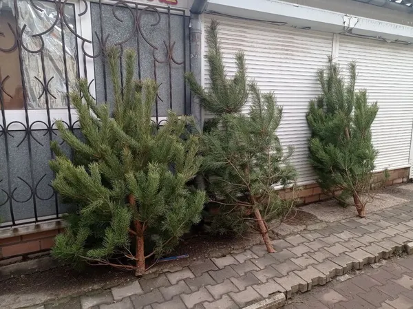 У Краматорську найбільше продають ялинок саме з Волині (фото)