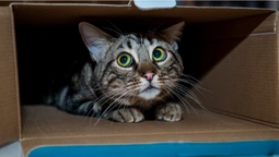 У Луцьку невідомий краде картонні «хатинки» в безпритульних котів (відео)