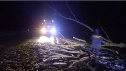 Негода на Волині: буревій повалив дерева на дорогу (фото, відео)