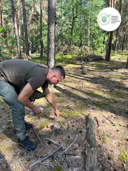 У Любешеві незаконно нарубали дерев на 18 мільйонів (фото)