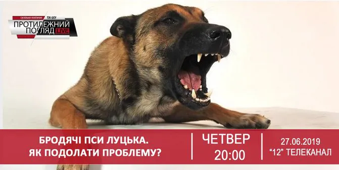 Бродячі пси Луцька: хто винен та що робити? (відео)