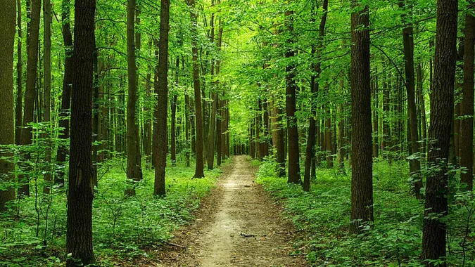 Чому люди, які живуть біля лісу, хворіють рідше