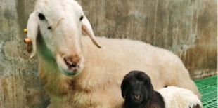 Китайські вчені вперше клонували тибетських кіз