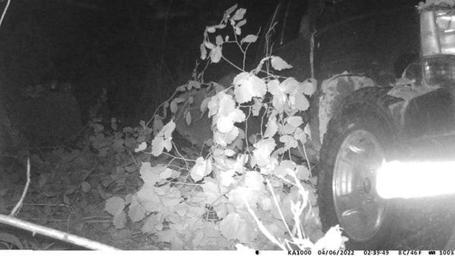 У лісовому заказнику біля Луцька фотопастка впіймала дубокрадів (фото, відео)