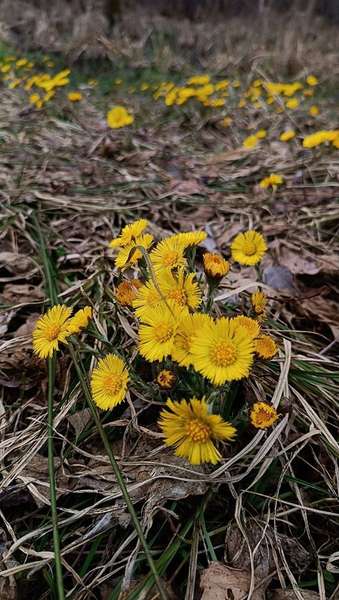 Їжачки, грибочки та квіти: якою є весна у нацпарку на Волині (фото)