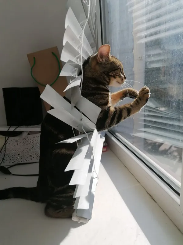 Затишок у домі чи коти