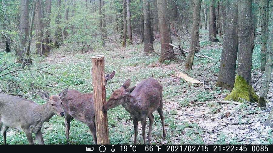 Буде поповнення: у волинських лісах помітили вагітних олениць (фото)