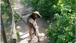 У Луцьку безпритульний собака "тероризує" мешканців (фото)
