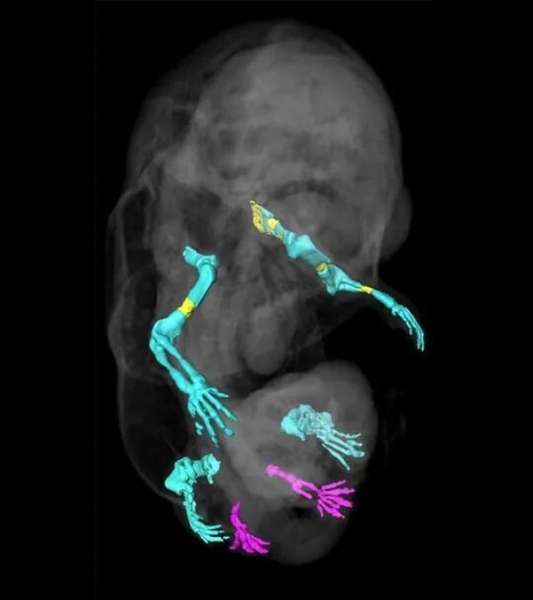 Вчені випадково створили ембріон миші з шістьма лапами і без статевих органів (фото)
