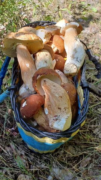 Як намальовані: волинянка «вполювала» повний кошик грибів на Любешівщині (фото)