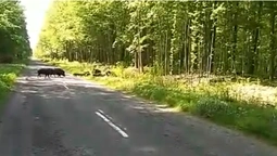 У Цуманській пущі сімейство диких кабанчиків переходило дорогу (відео)