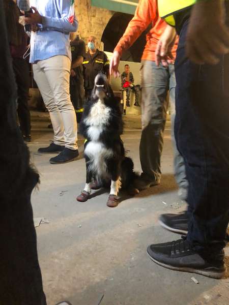 Через місяць після вибуху  у Бейруті пес відчув ознаки життя під завалами