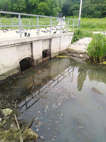 Через вандалів водойма в парку 900-річчя Луцька втратила воду і засмерділа (фото)