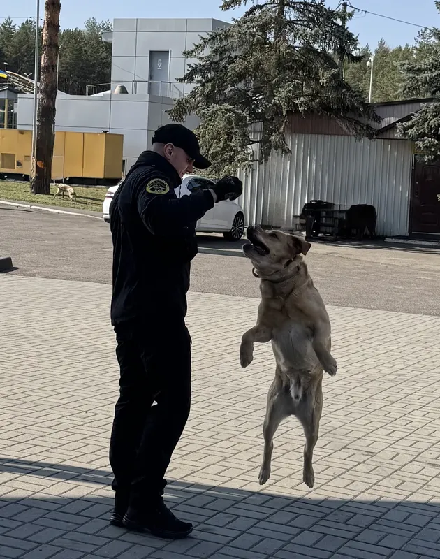 «Для себе»: троє водіїв їхали через Волинь до Польщі з «травкою» (фото)